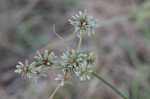 Royal flatsedge